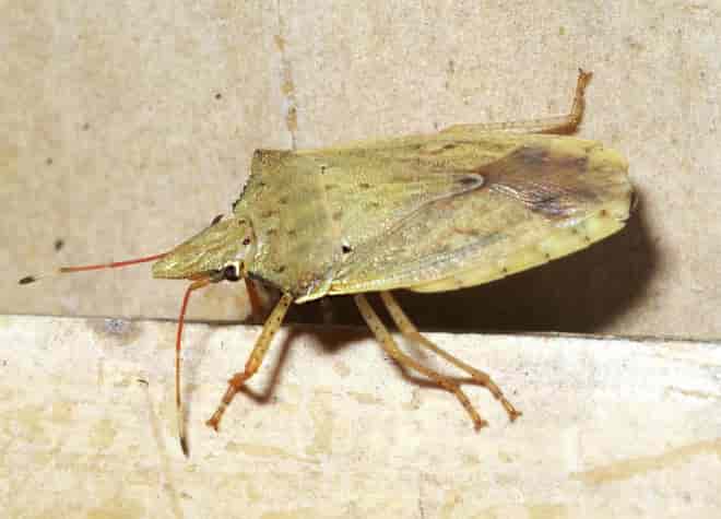 昆虫図鑑・ヒラタトガリカメムシ